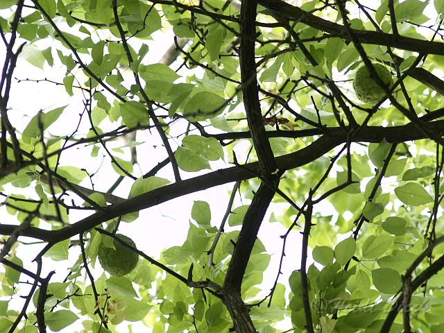 Maclura pomifera.JPG